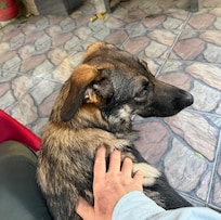 Mimosa, one of the friendly greeters