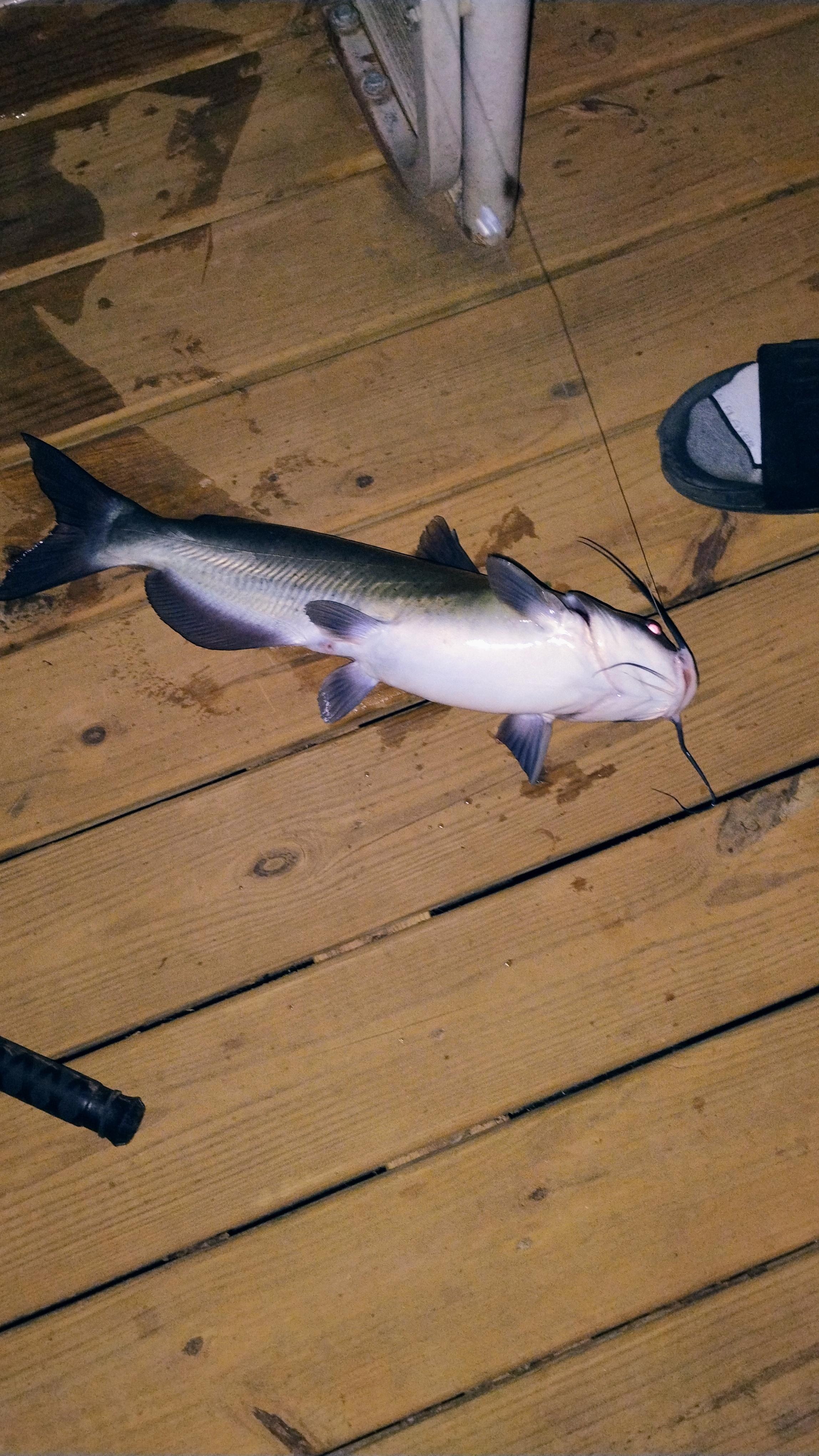 Fishing off dock 