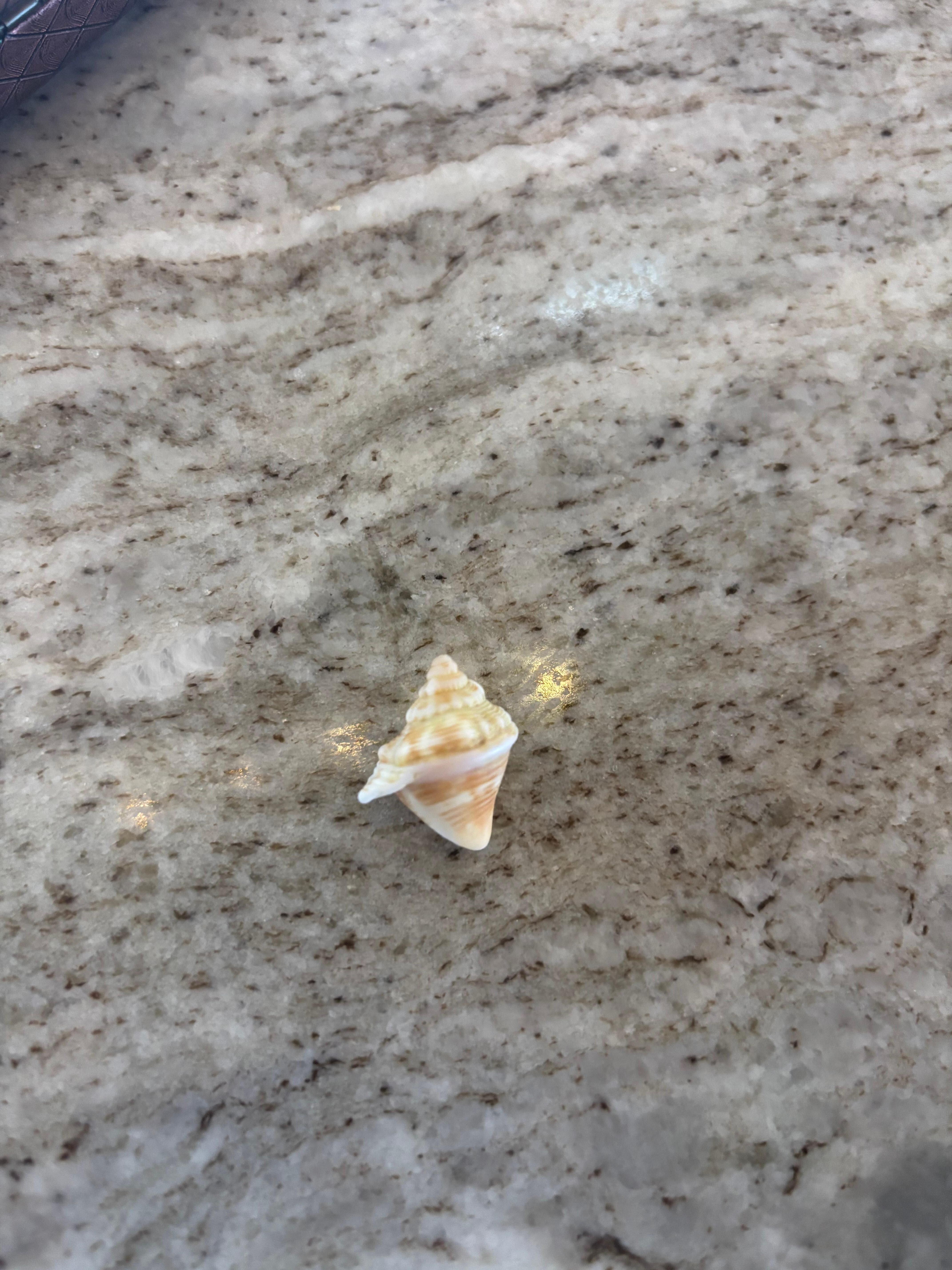 Shells!!