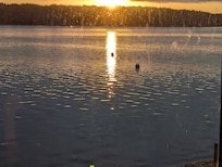 Amazing view of Sunrise with a seal popping its head in the foreground.
