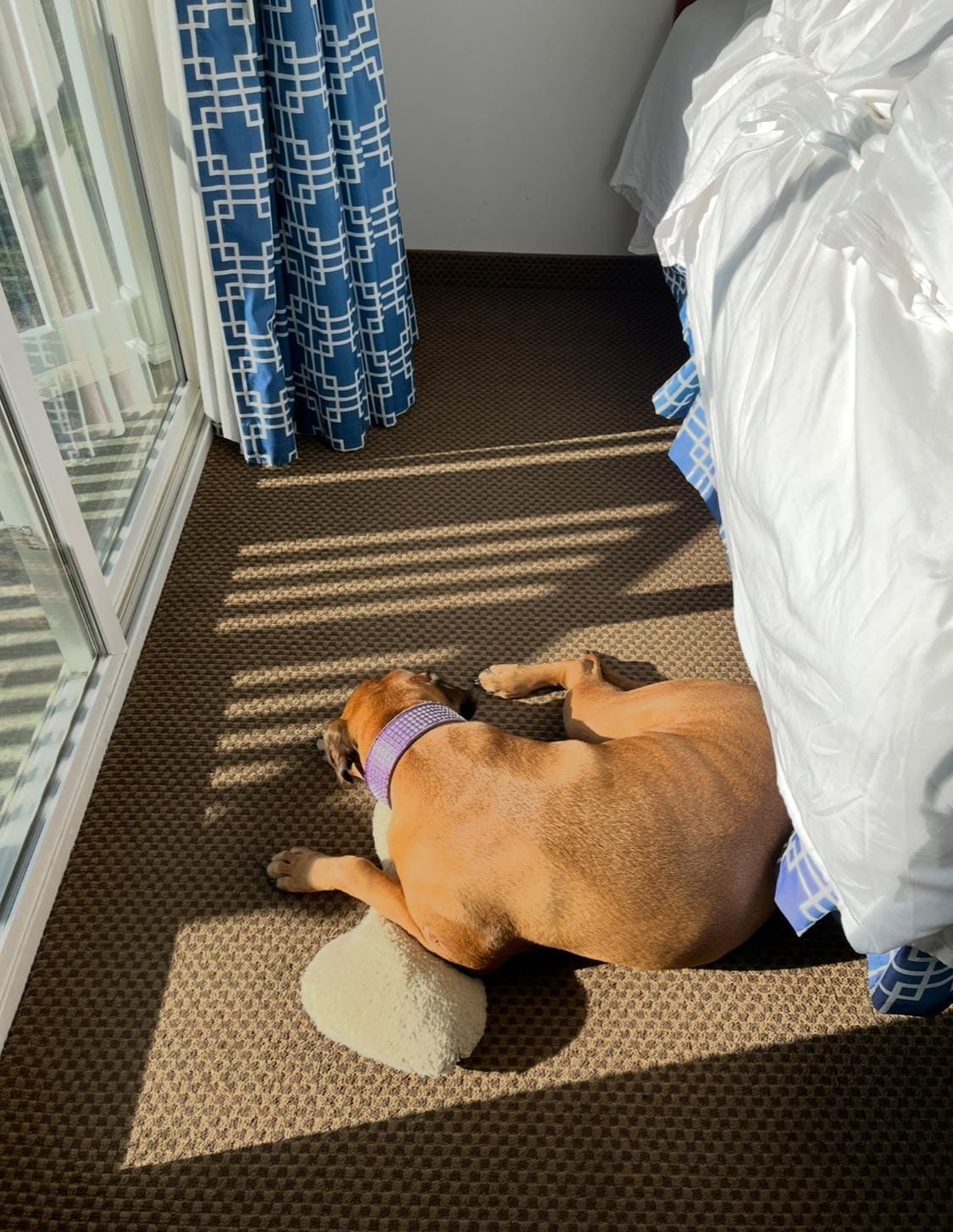 My dog enjoyed the streaming sunshine coming in from the enclosed patio.