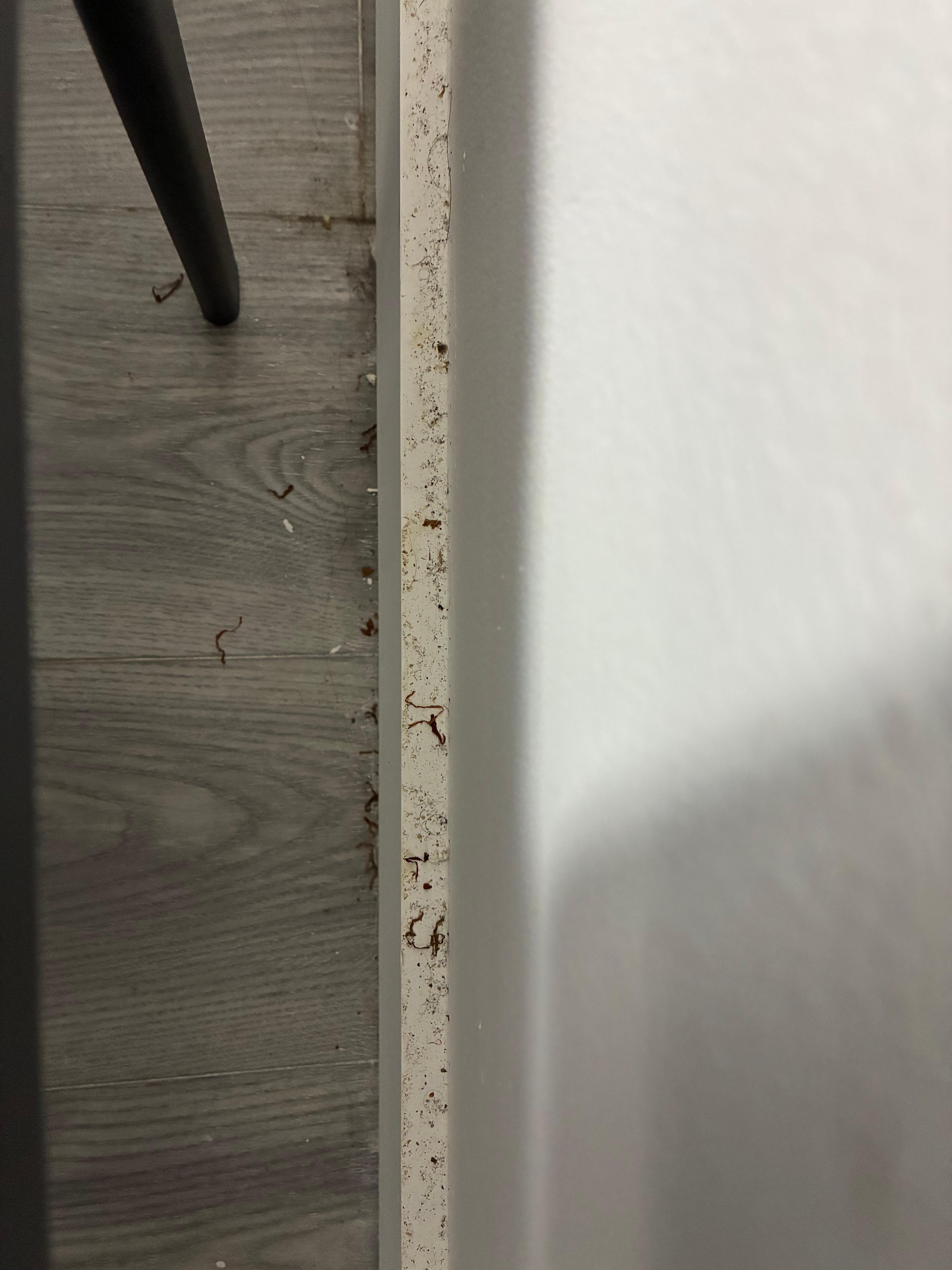 Dead bugs and their legs on the molding of the room