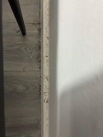 Dead bugs and their legs on the molding of the room