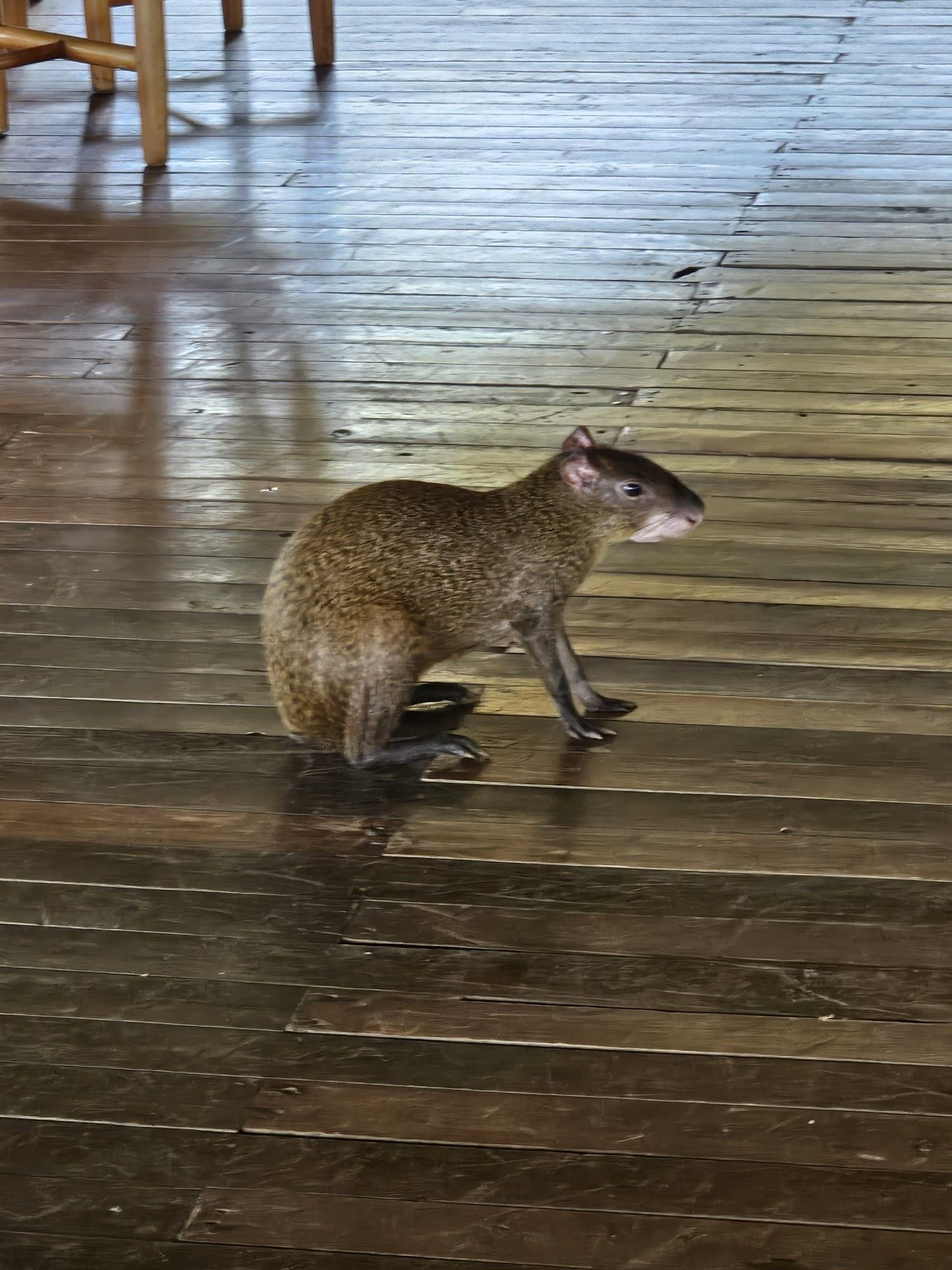 Cute and harmless agoti in the restaurant area