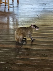 Cute and harmless agoti in the restaurant area