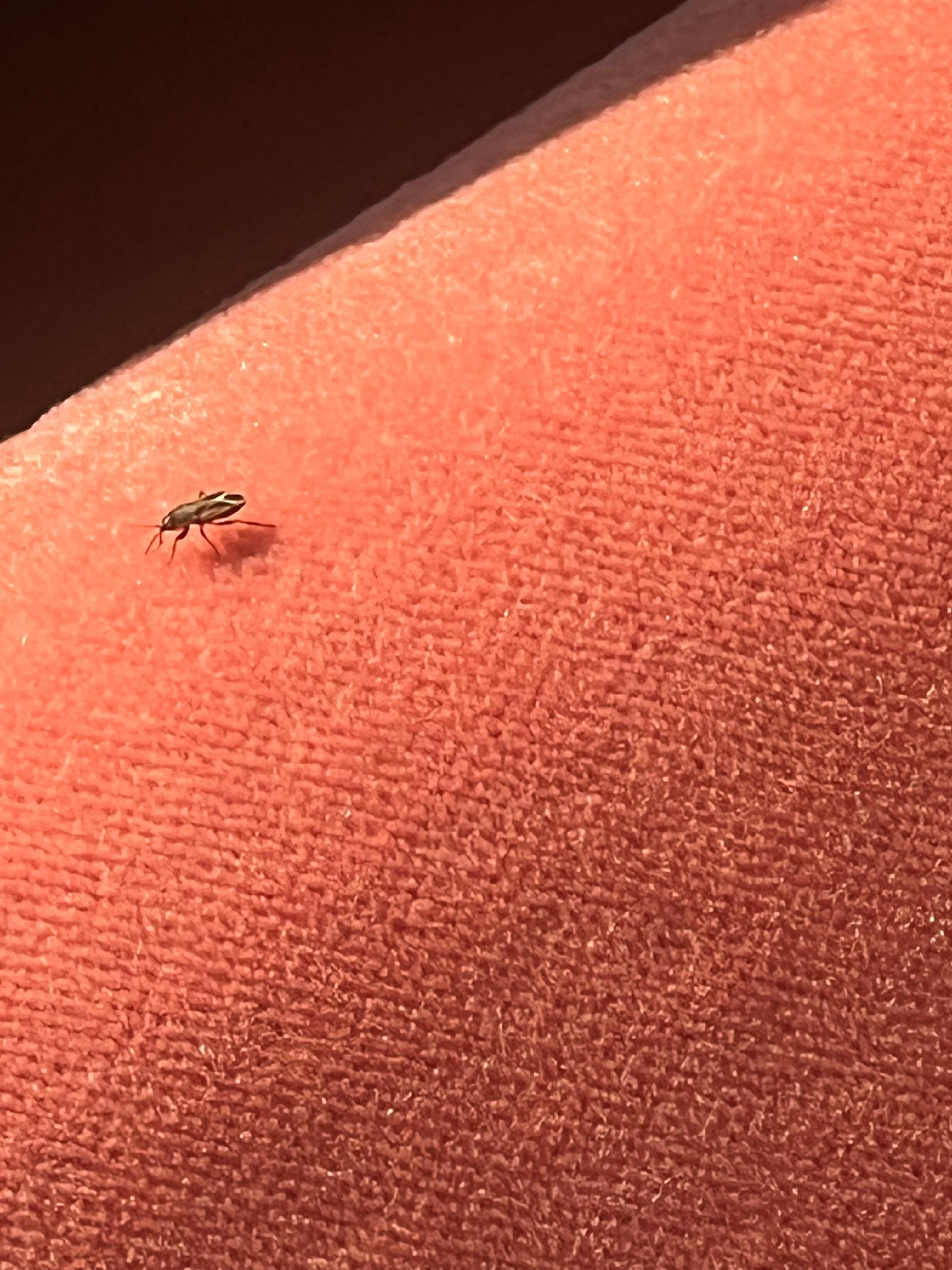 Lobby chair roaches