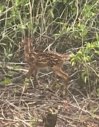 Baby deer visiting