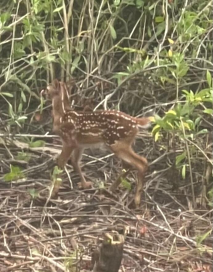 Baby deer visiting