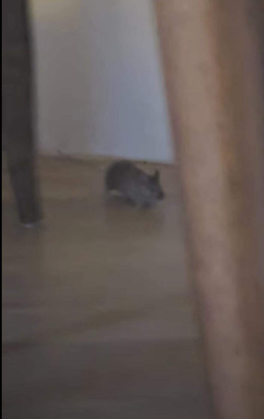 Mice (several) appeared from the chimney and ran under the kitchen counter or into the bathroom.