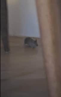 Mice (several) appeared from the chimney and ran under the kitchen counter or into the bathroom.