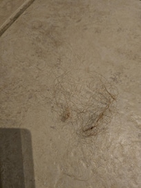 gross curly brown/red hair all over condo