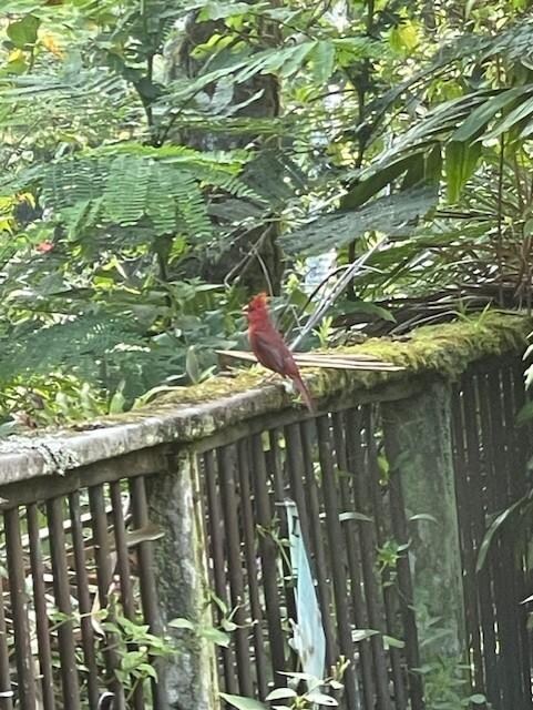 Our cardinal friend who visited with us several times.