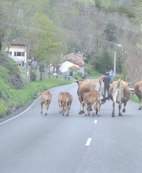 Carretera en Parque natural de Redes
