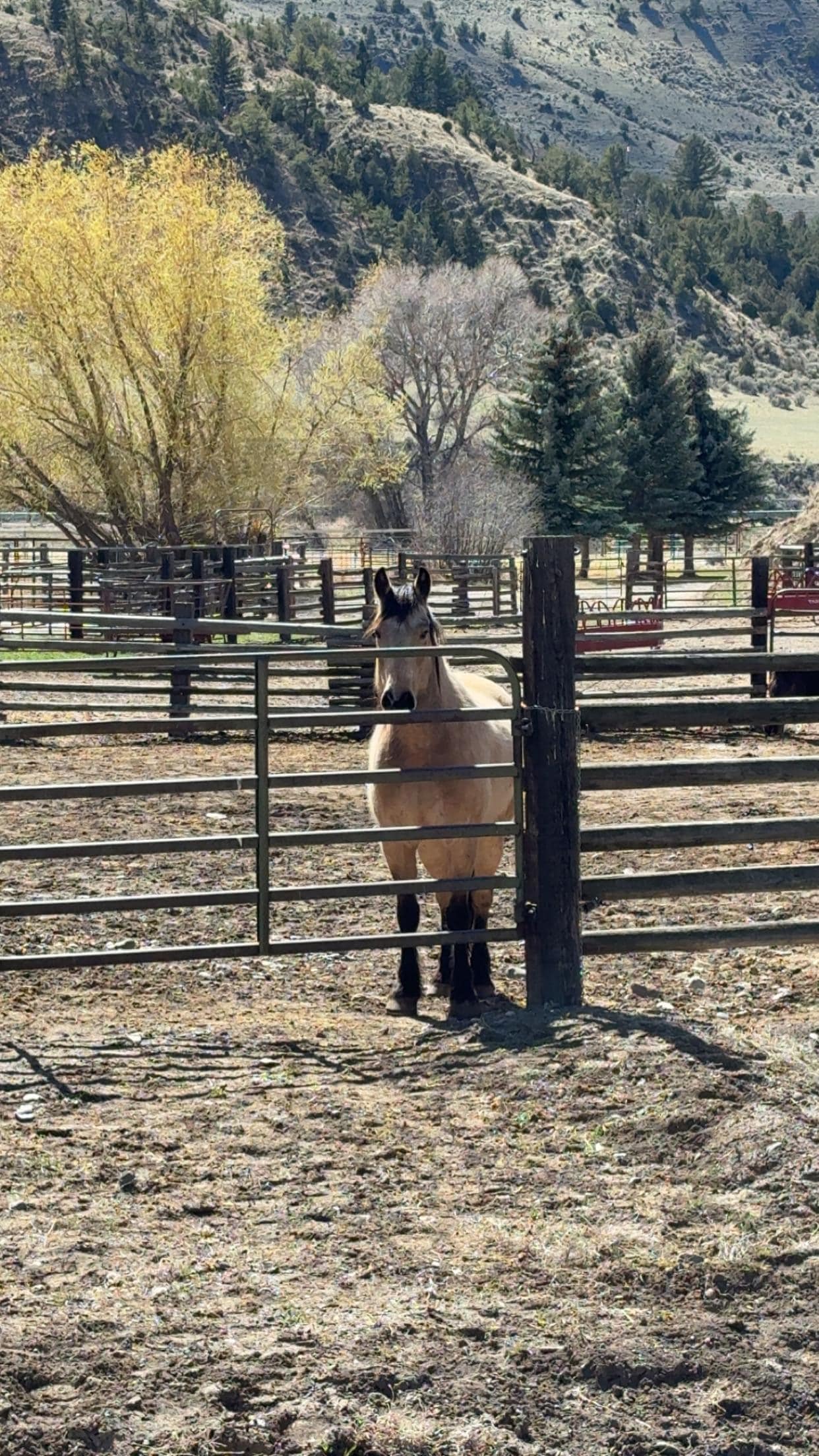 Friendly horses in the pen. 