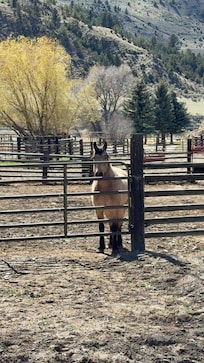 Friendly horses in the pen.