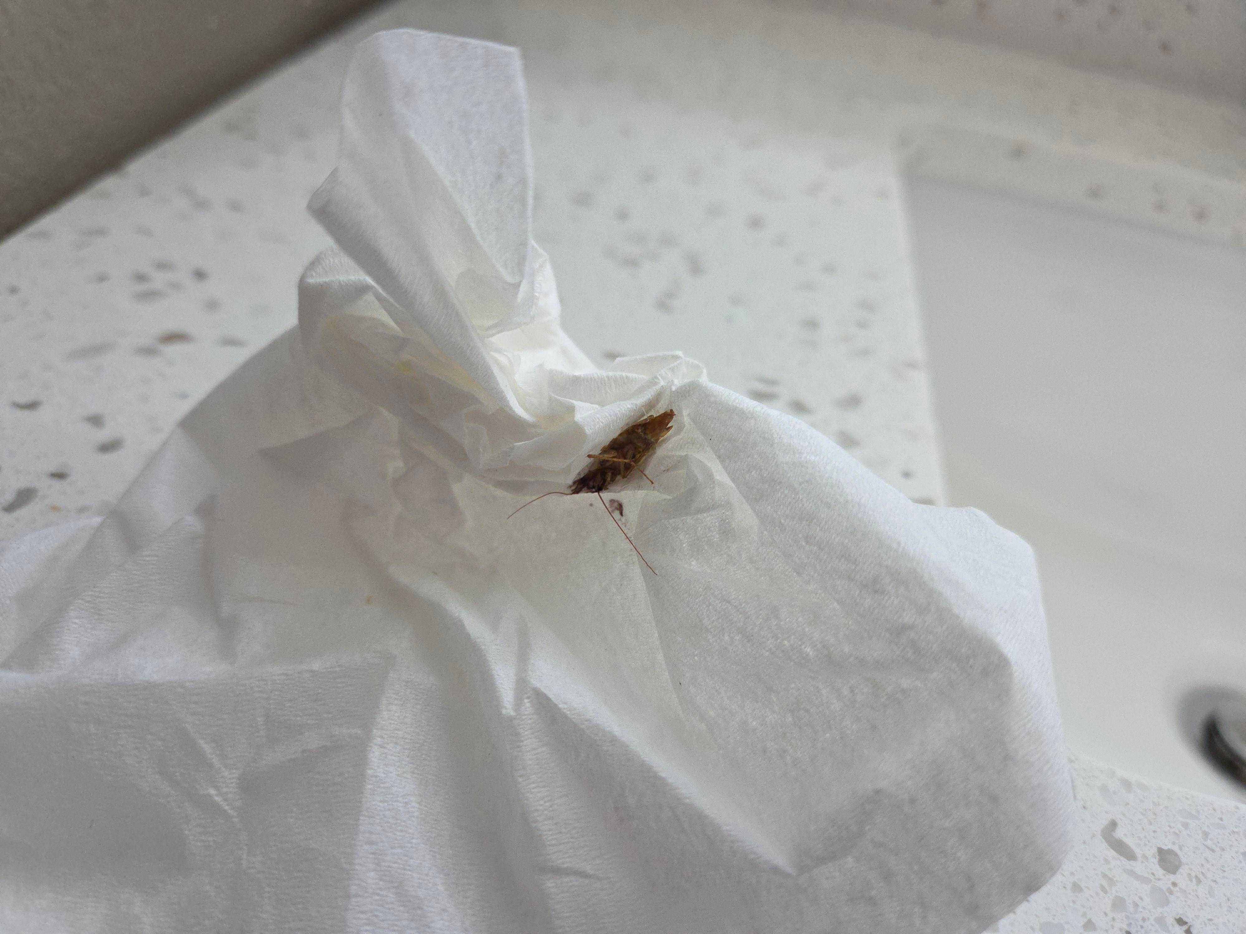 Smashed 2nd roach before taking to front desk. 