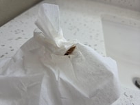 Smashed 2nd roach before taking to front desk.