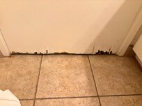 Bathroom damp and rotting door