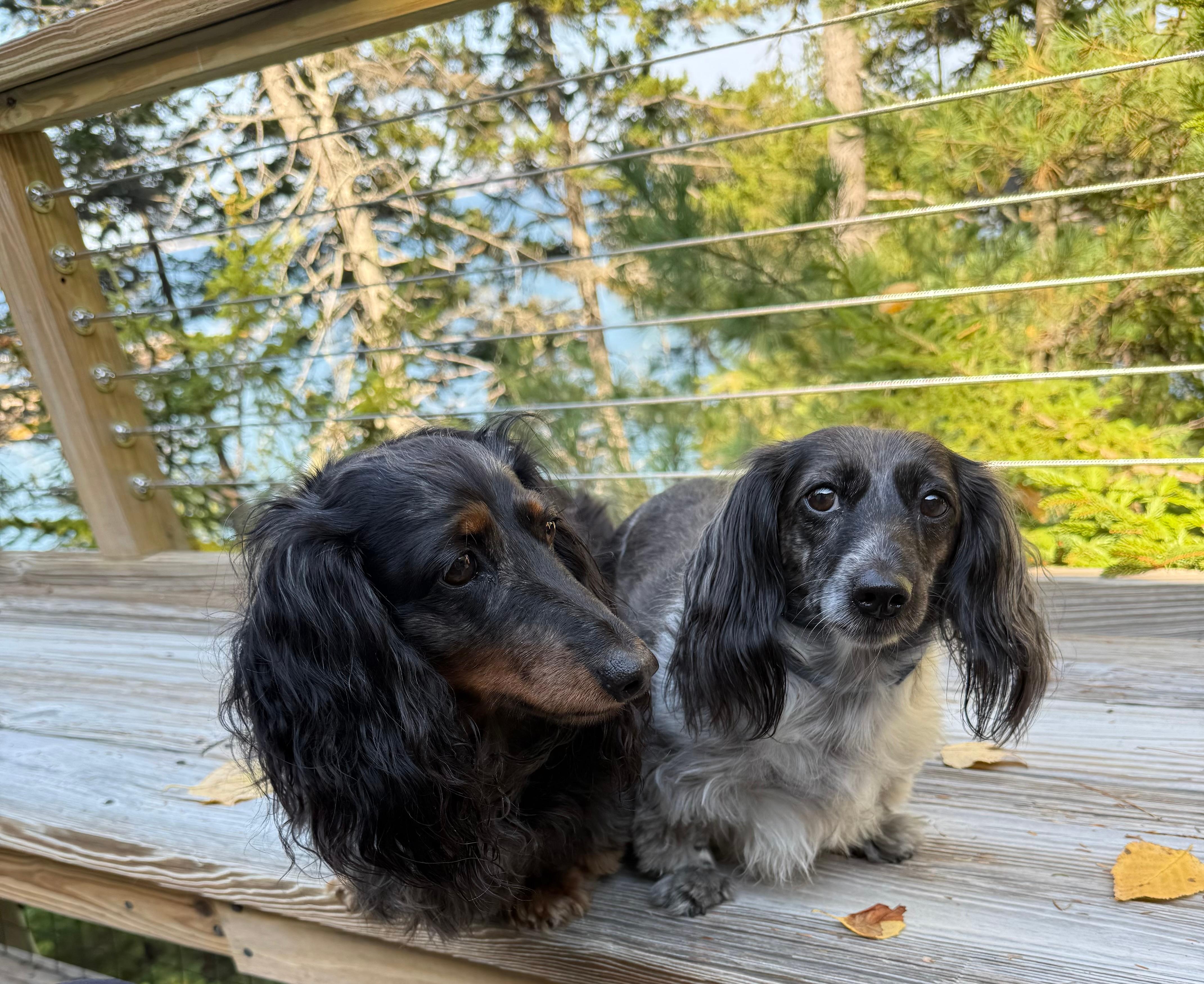 The pups enjoying the vacay