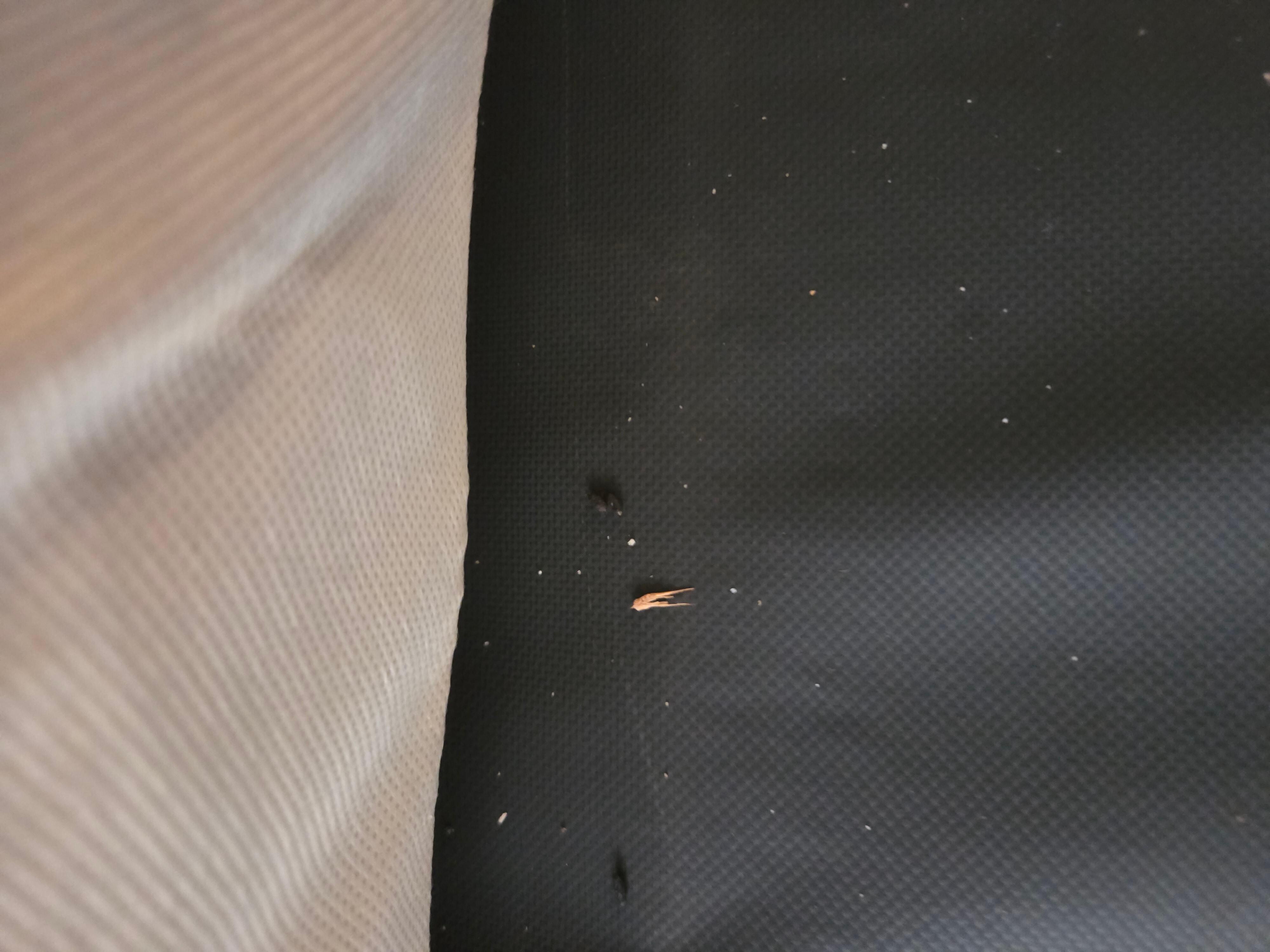 Opened up the couch to pull out bed and found mouse feces and other crap.