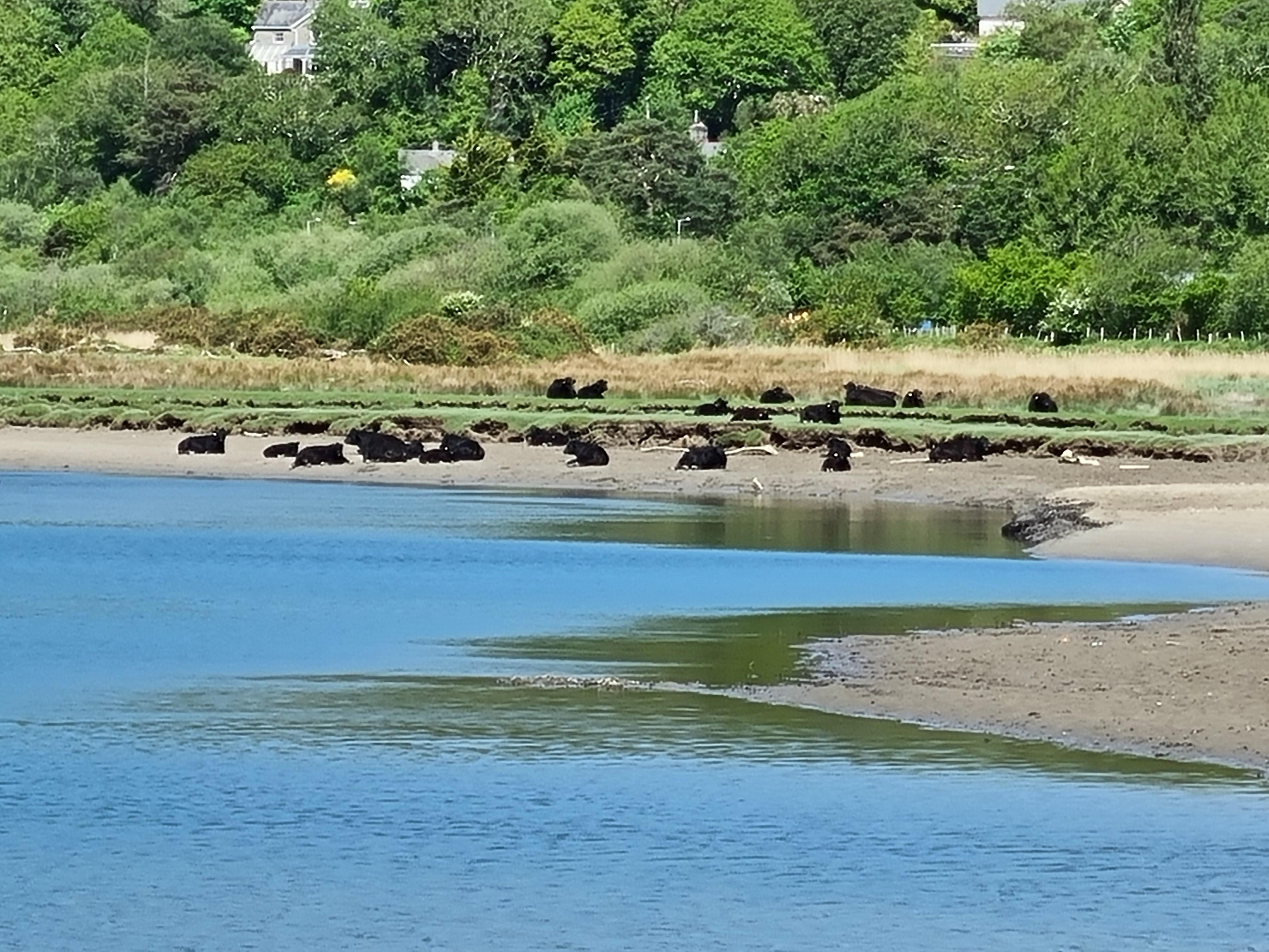 Cows in the river Mawddach!