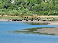 Cows in the river Mawddach!