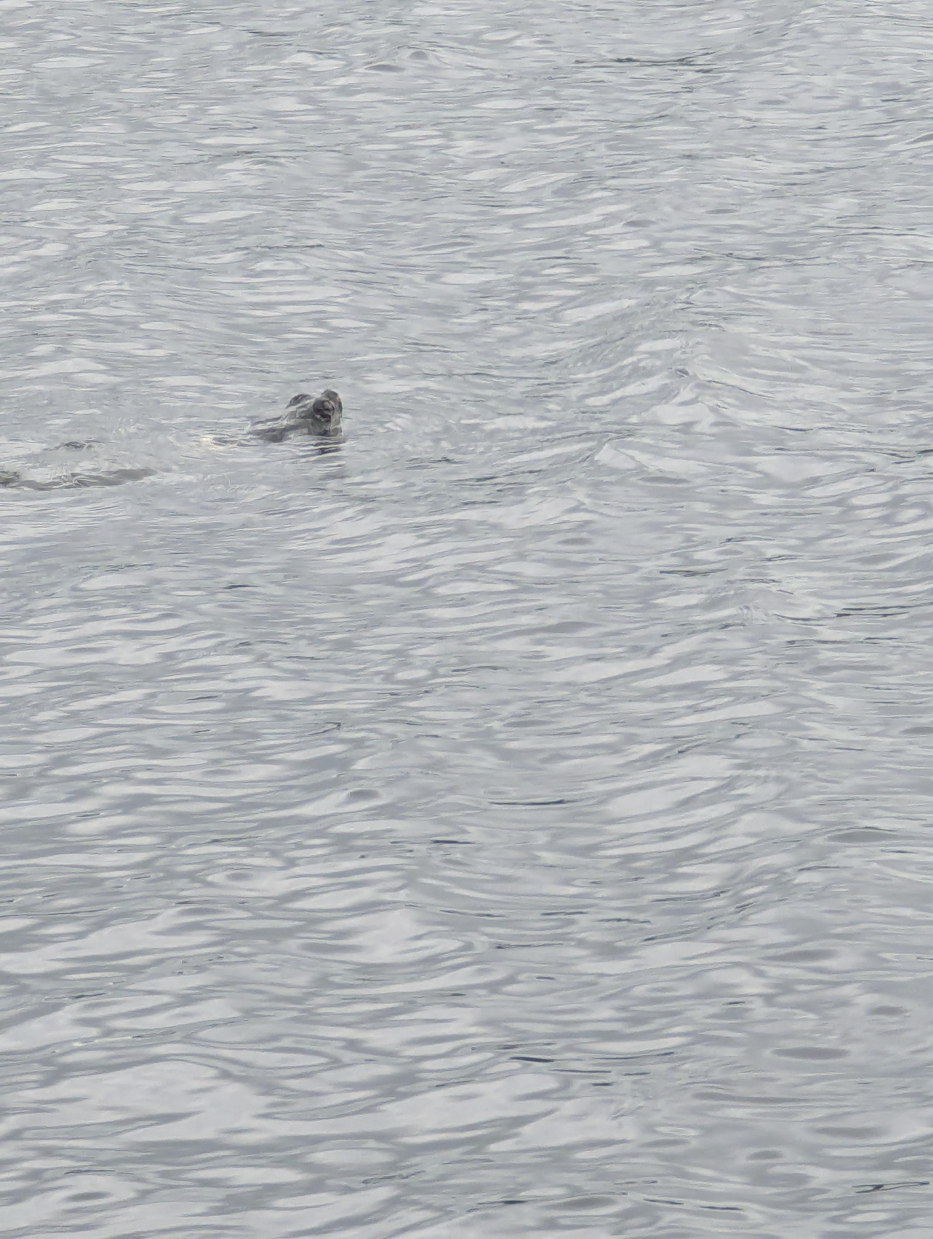 Turtle early in the morning 