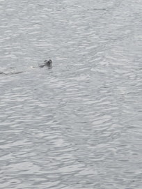 Turtle early in the morning