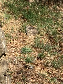 The wildlife