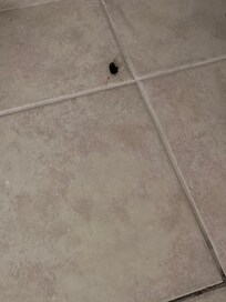 Dead bug in entry