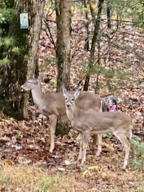 Front yard many deer visits