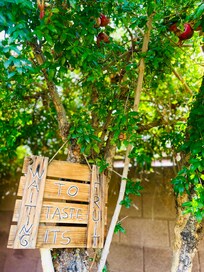 The pomegranate tree in the backyard.