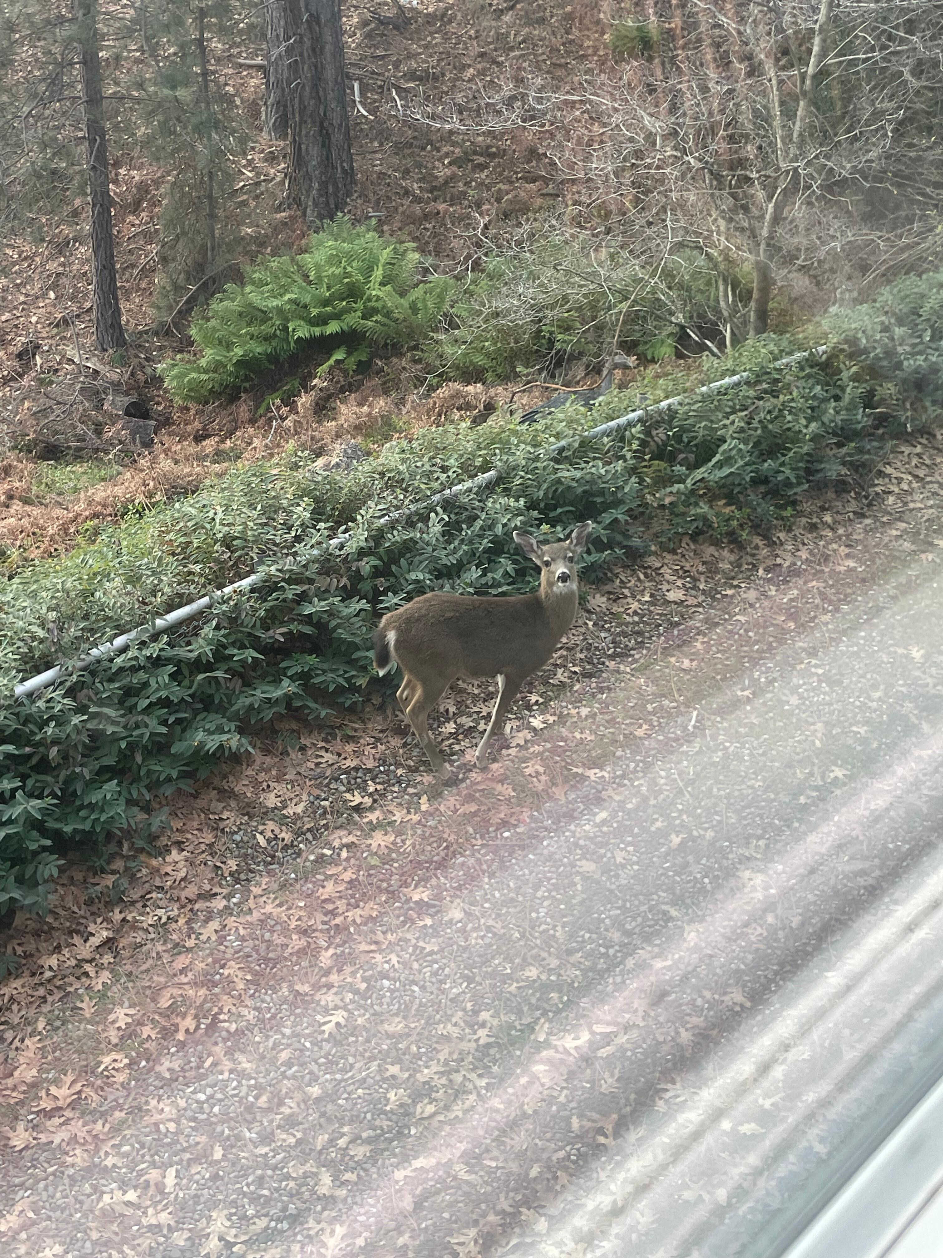 From the living room window❤️has we been in he game room we would have been almost eye to eye. Fo sweey