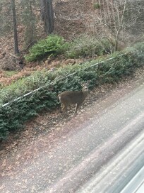 From the living room window❤️has we been in he game room we would have been almost eye to eye. Fo sweey