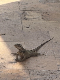 Lizard