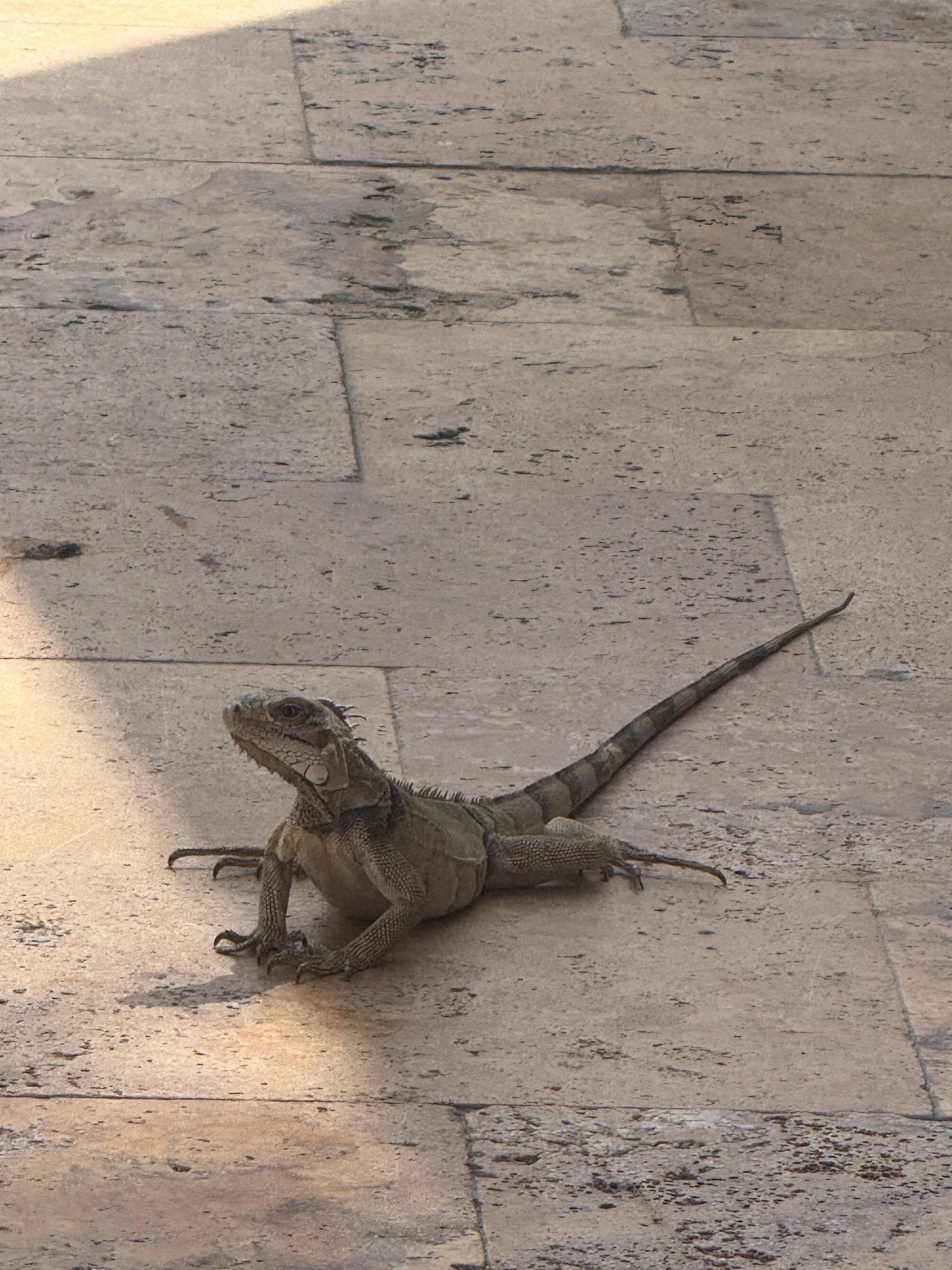 Lizard 