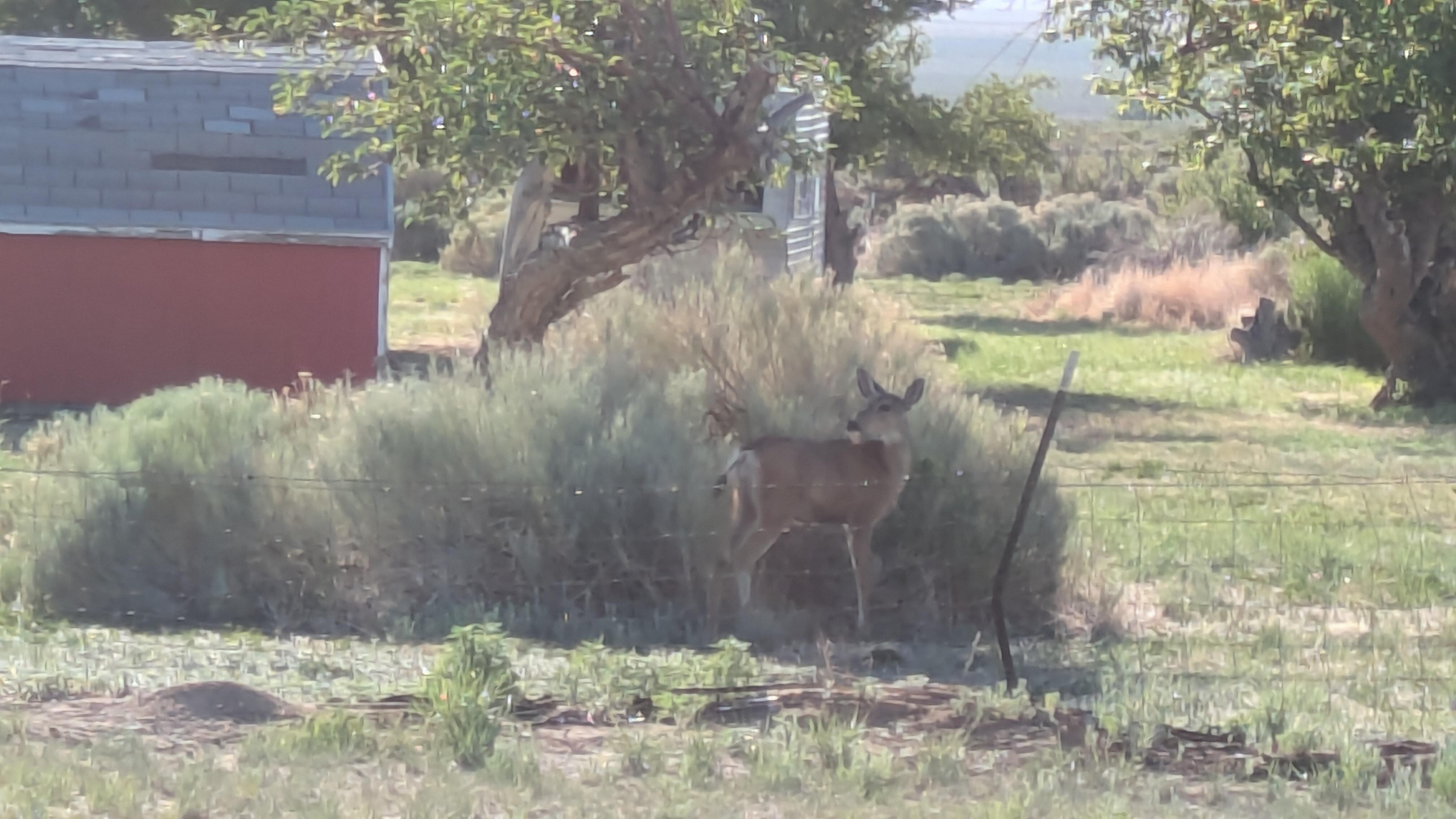 Viewed from the deck during breakfast