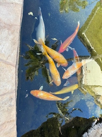Koi pond and garden