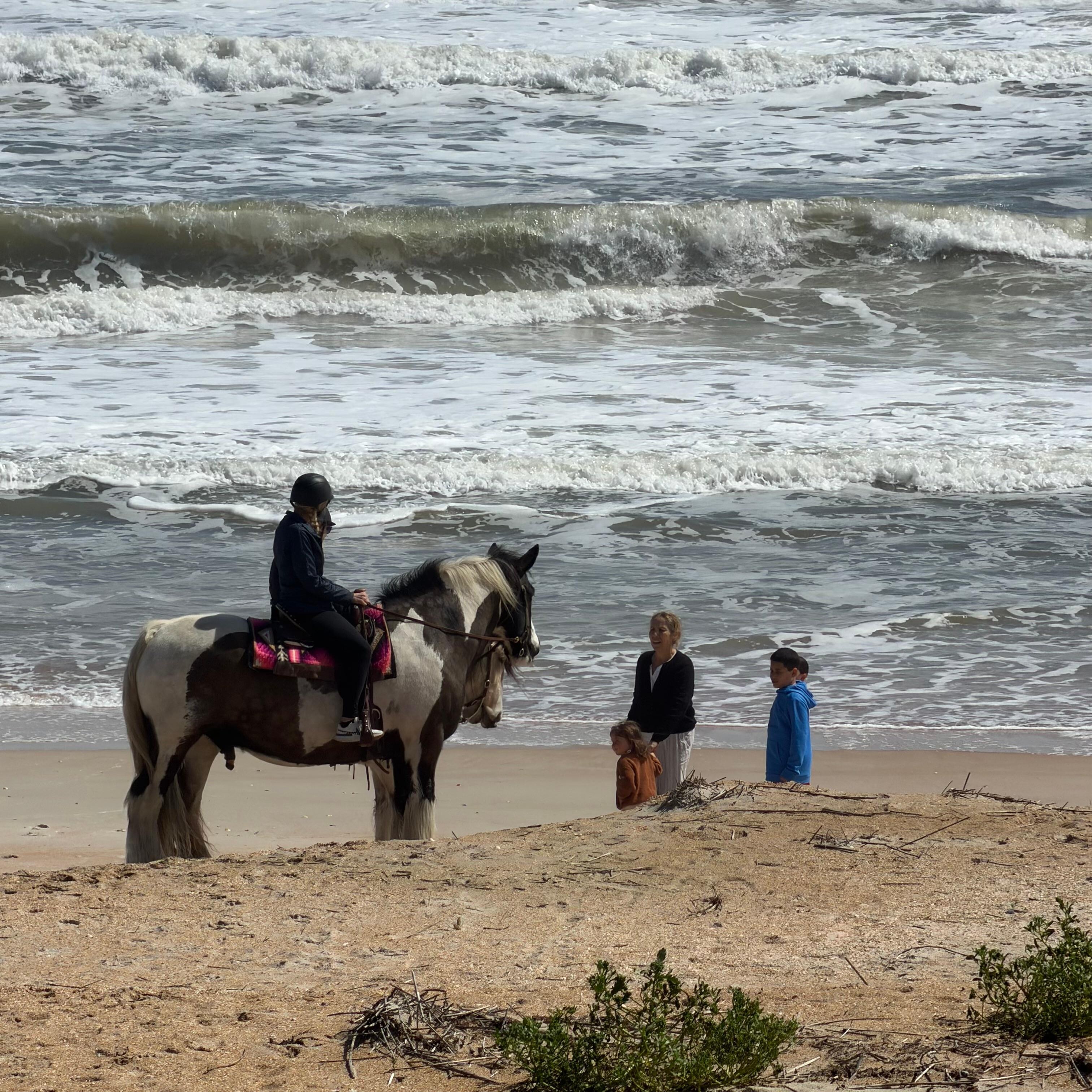 Beautiful horses greeting my family right in our backyard!