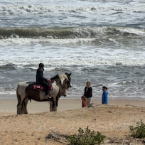 Beautiful horses greeting my family right in our backyard!