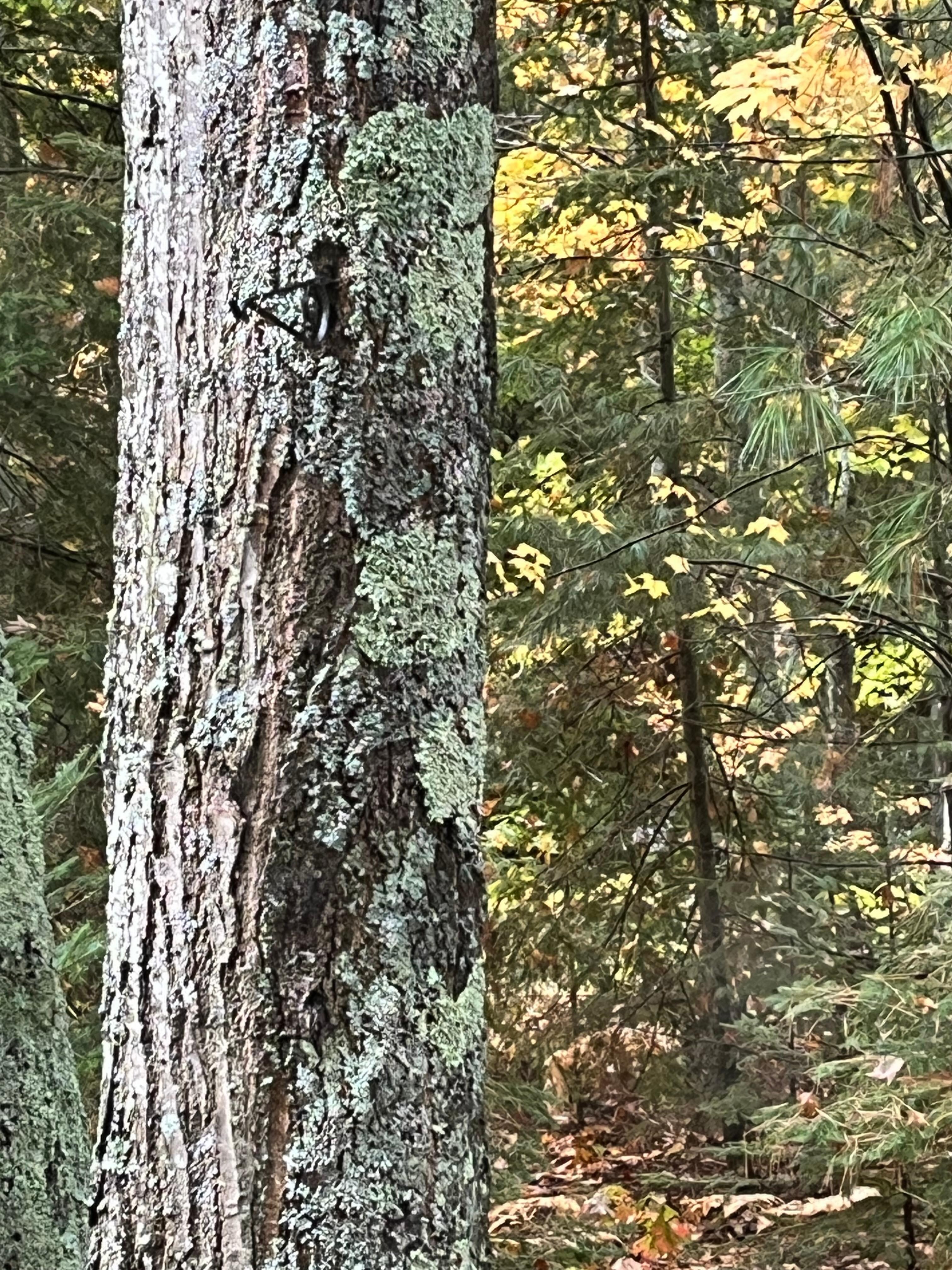 View out side window from all weather sitting room.