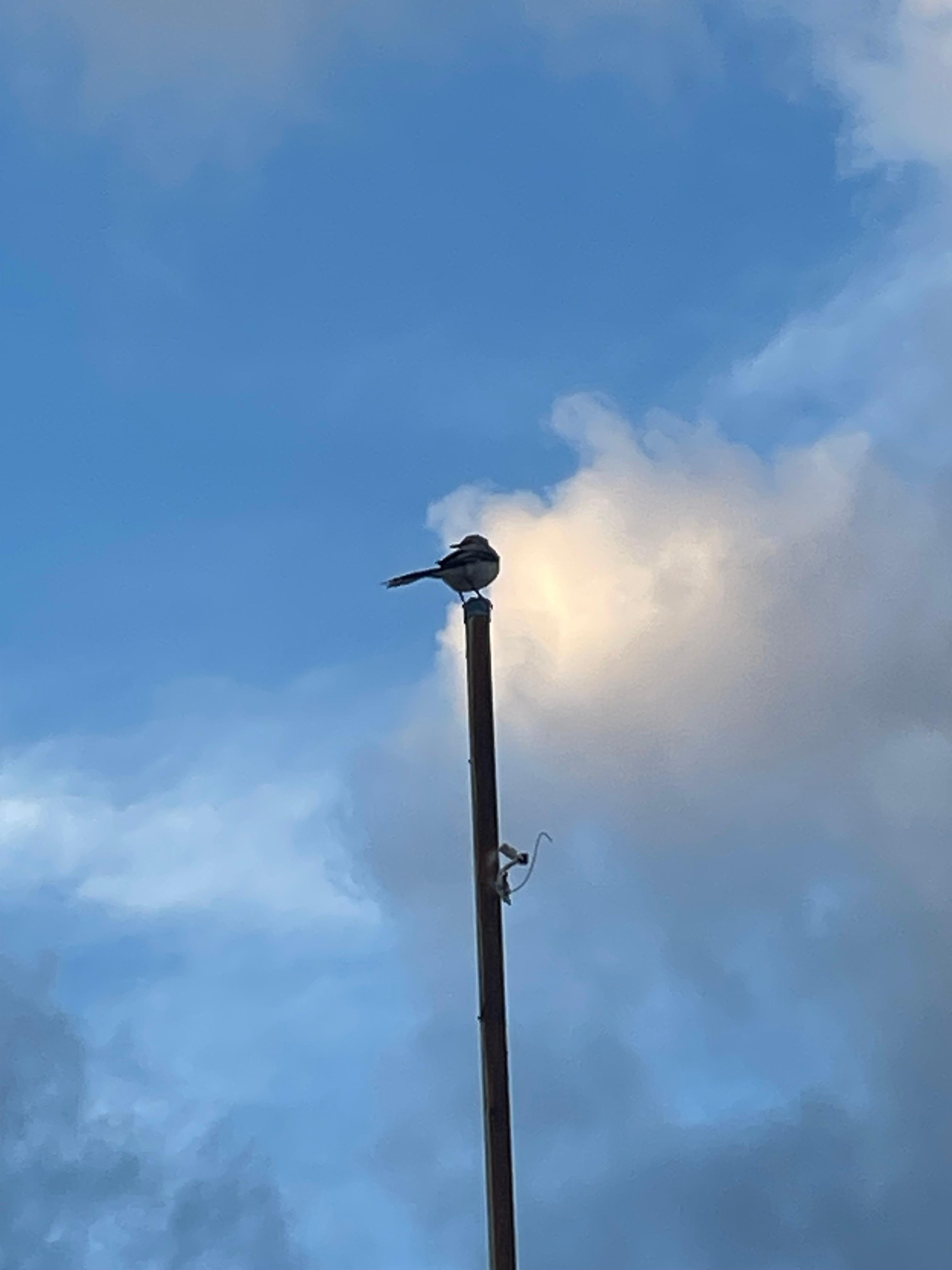 Bird singing above rooftop