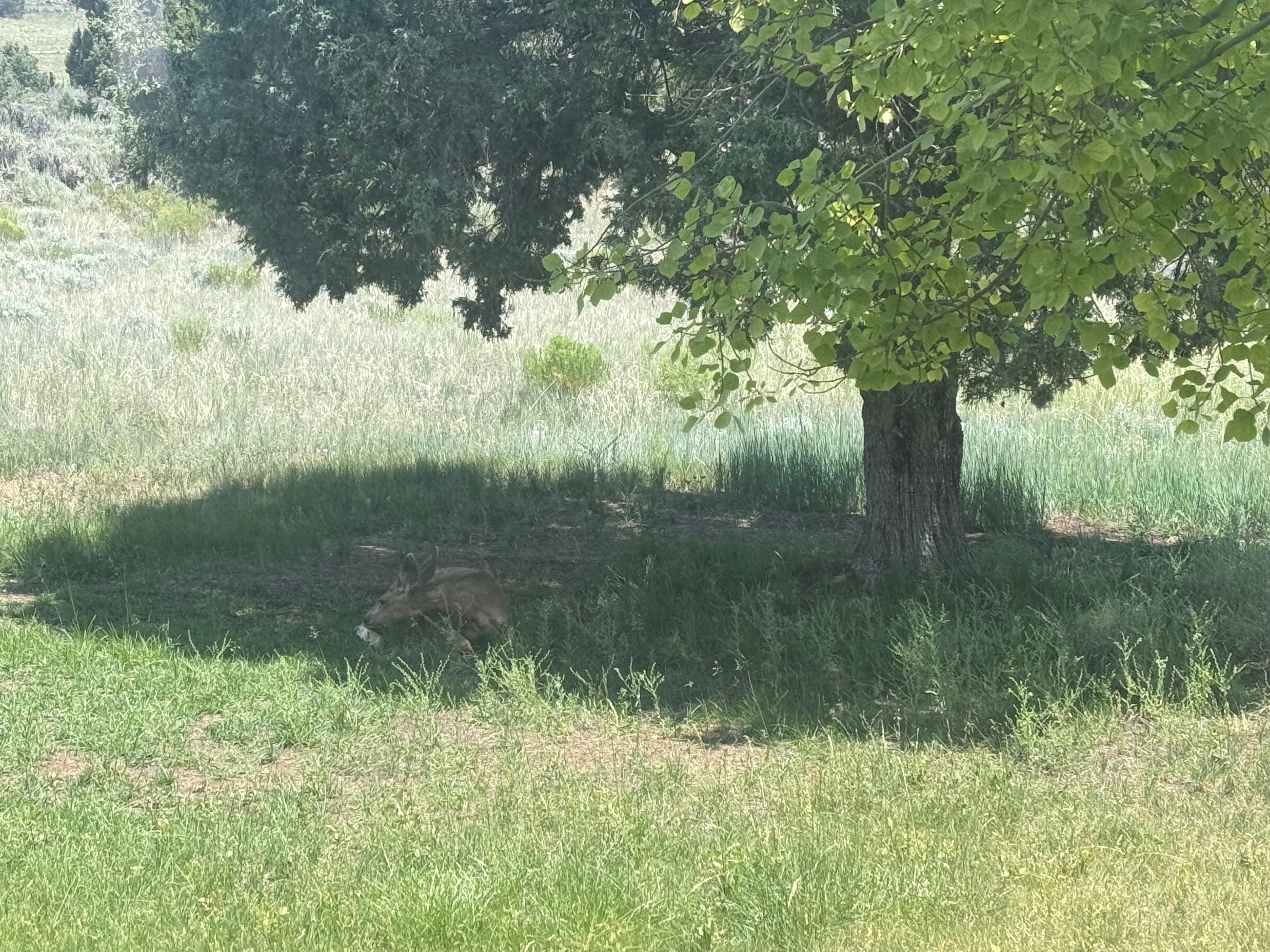 Deer resting under tree