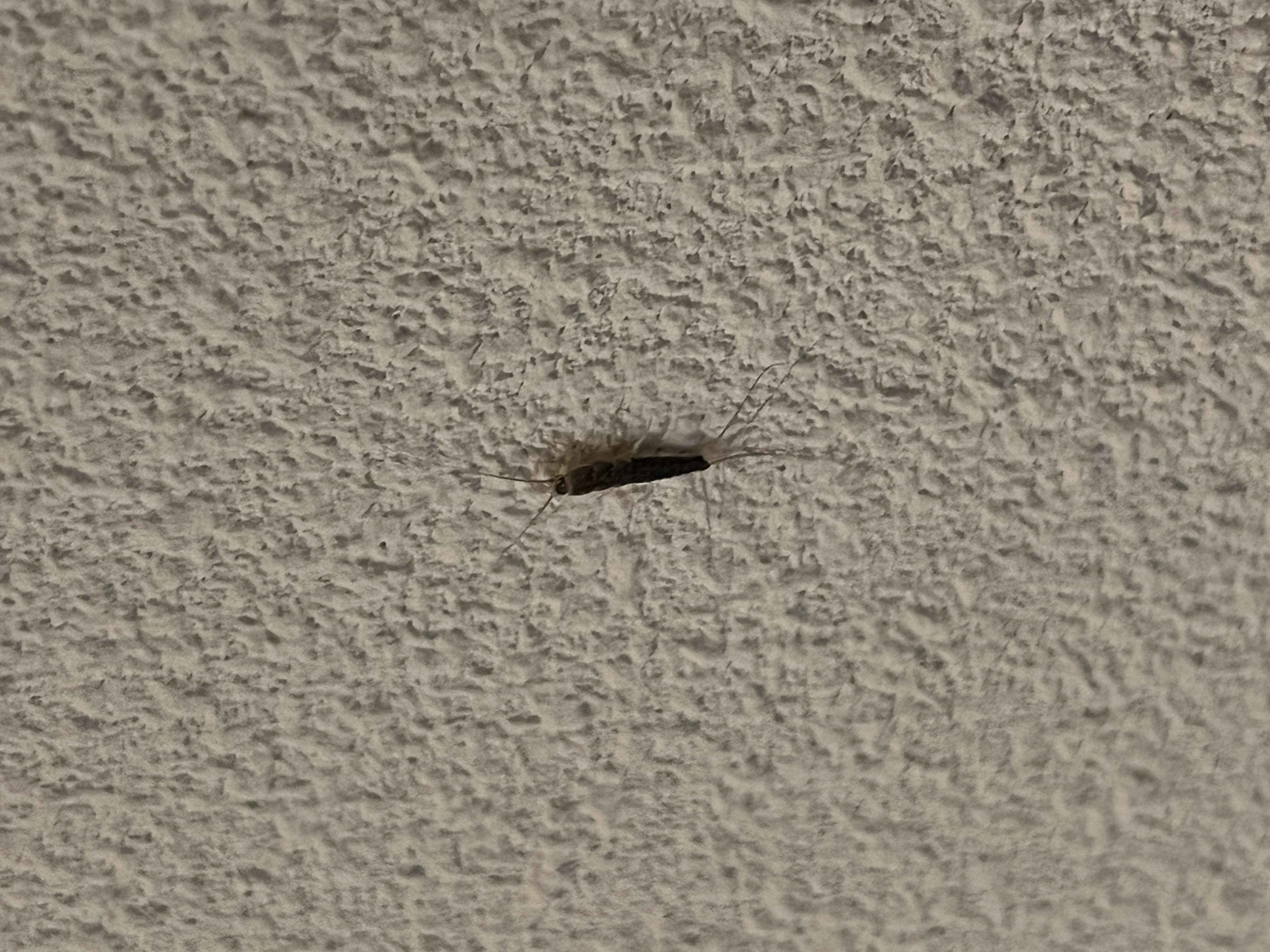 Bathroom Silverfish
