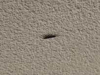 Bathroom Silverfish