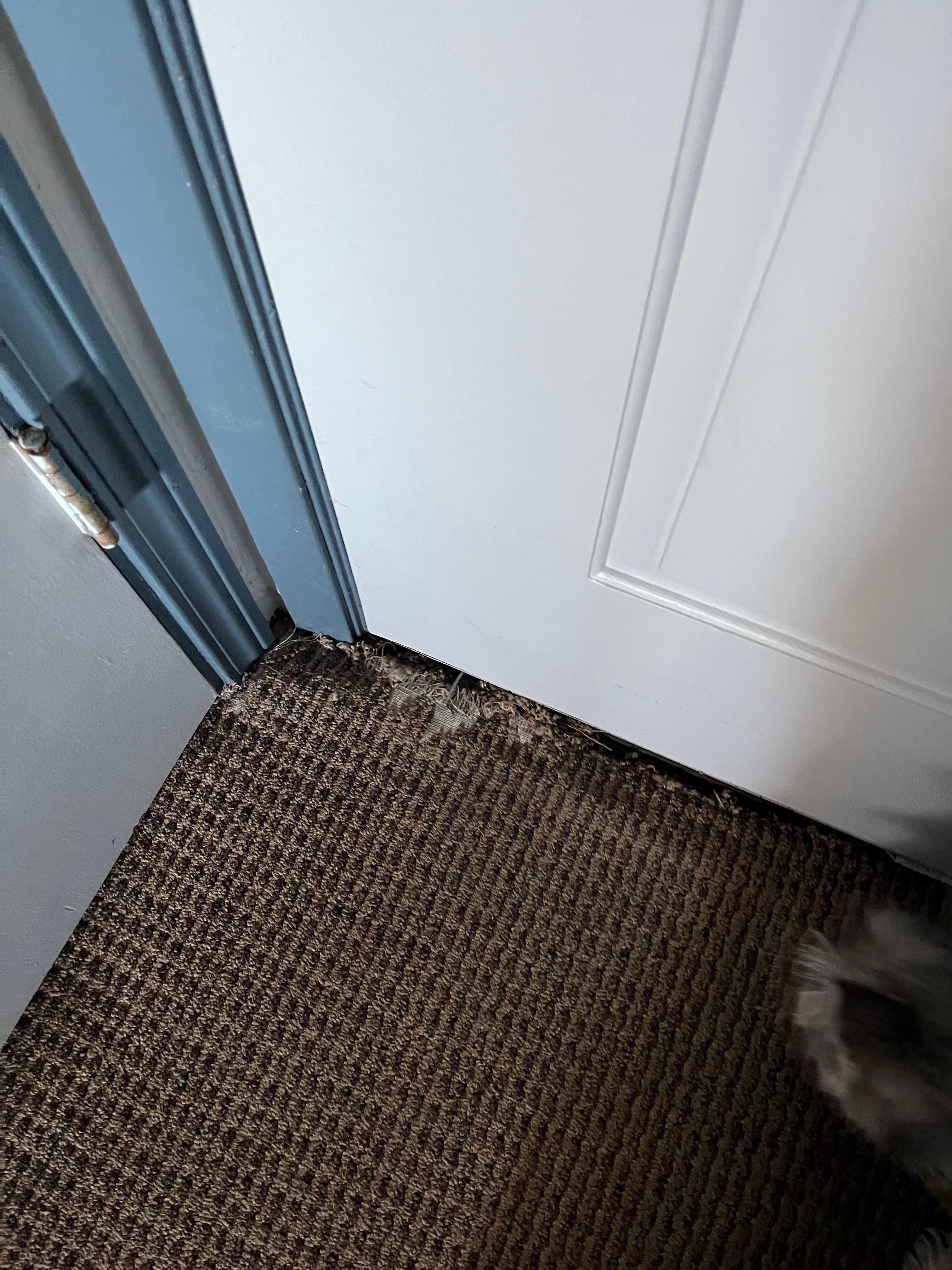Frayed Carpet!