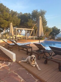 Our dog living his best life