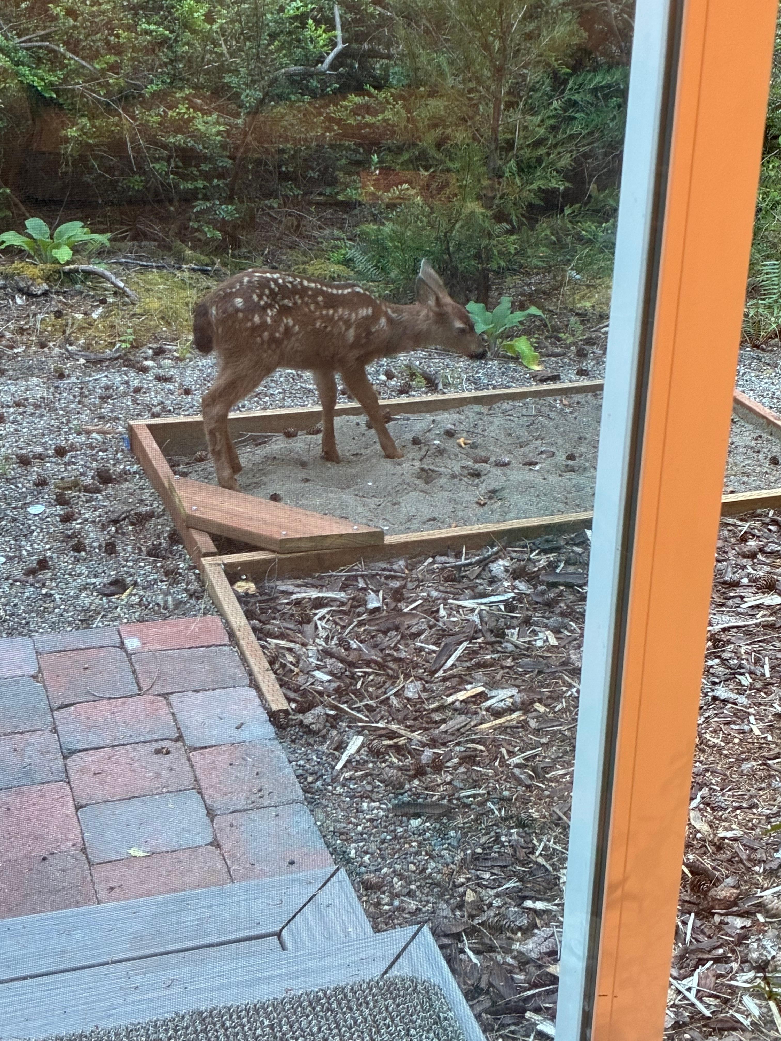 A morning visitor outside the living room