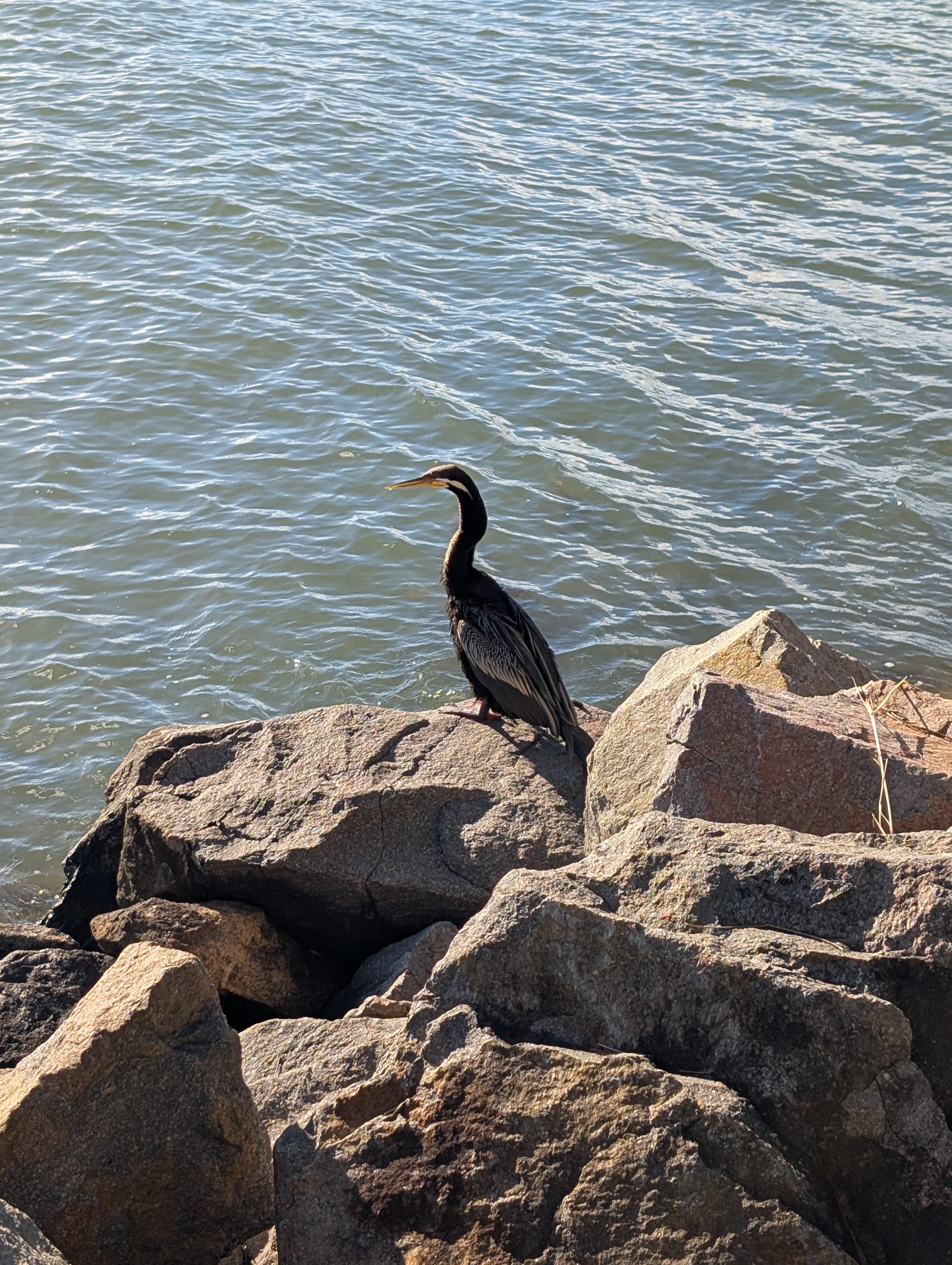 Cormorant on the rocks