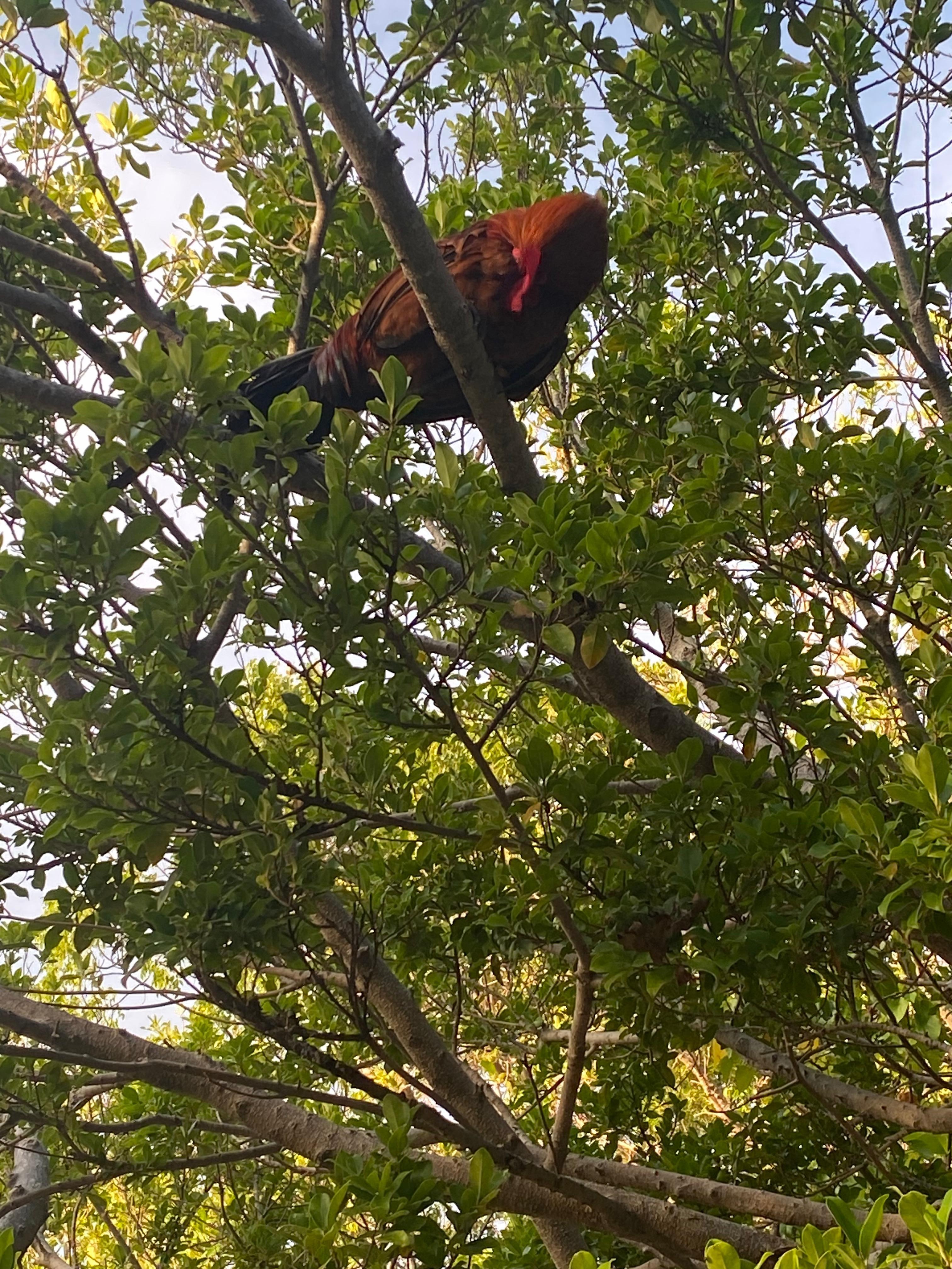 Chickens / Roosters everywhere